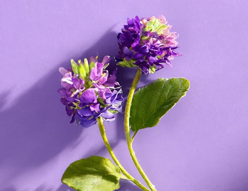Bakuchiol Benefits: The Natural Retinol Alternative for Youthful Skin