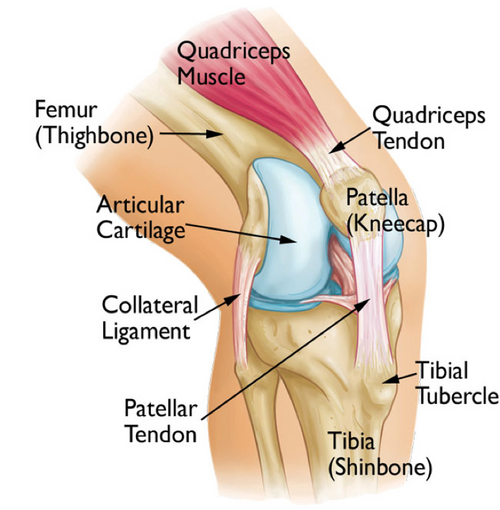 painful knee chart