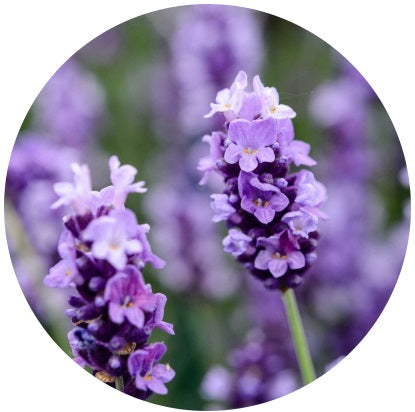 What is the Advantage of Choosing Natural Ingredients for Your Skincare Routine?