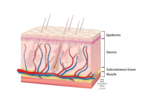 Understanding your Skin