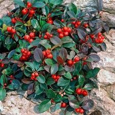 wintergreen for joint and muscle discomfort